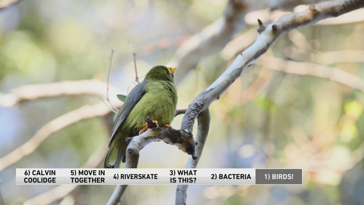 6@6: Want to stimulate the mind? Try bird watching