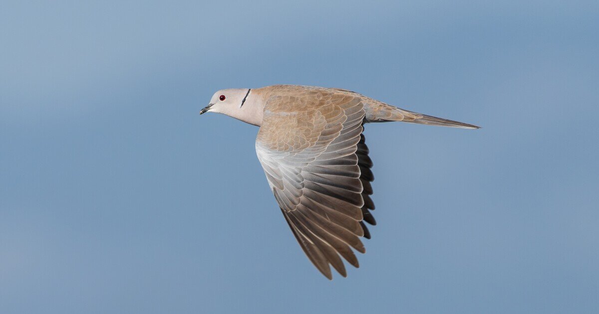 Dallas' new convention center will be built with birds in mind