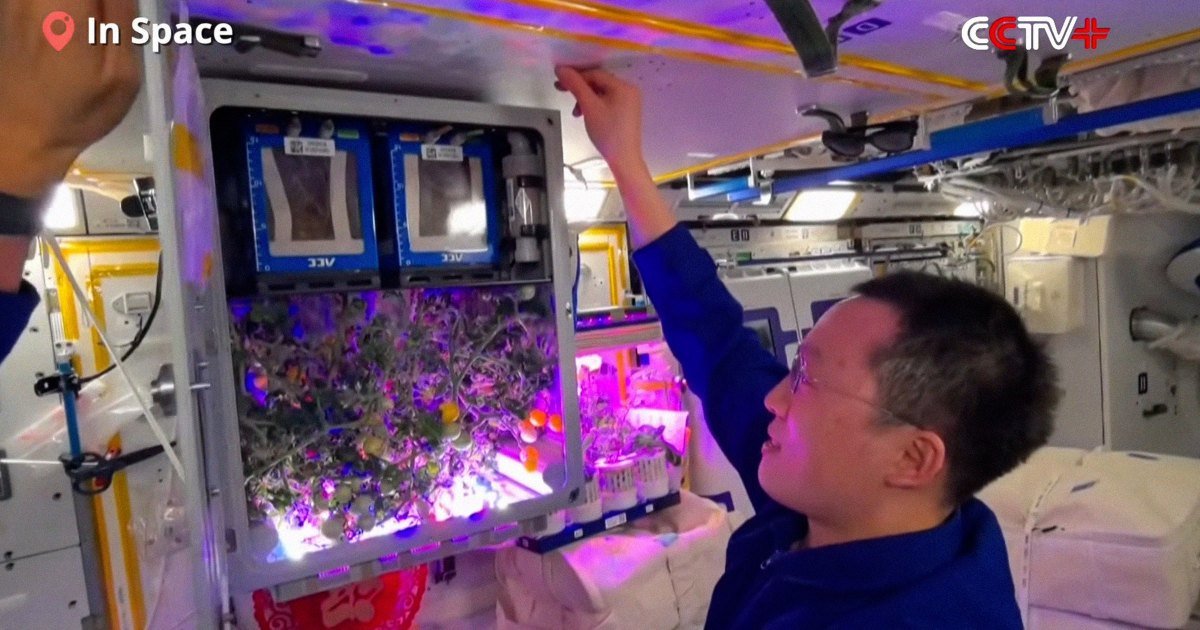 Chinese Space Station Astronauts Harvest Space Tomatoes