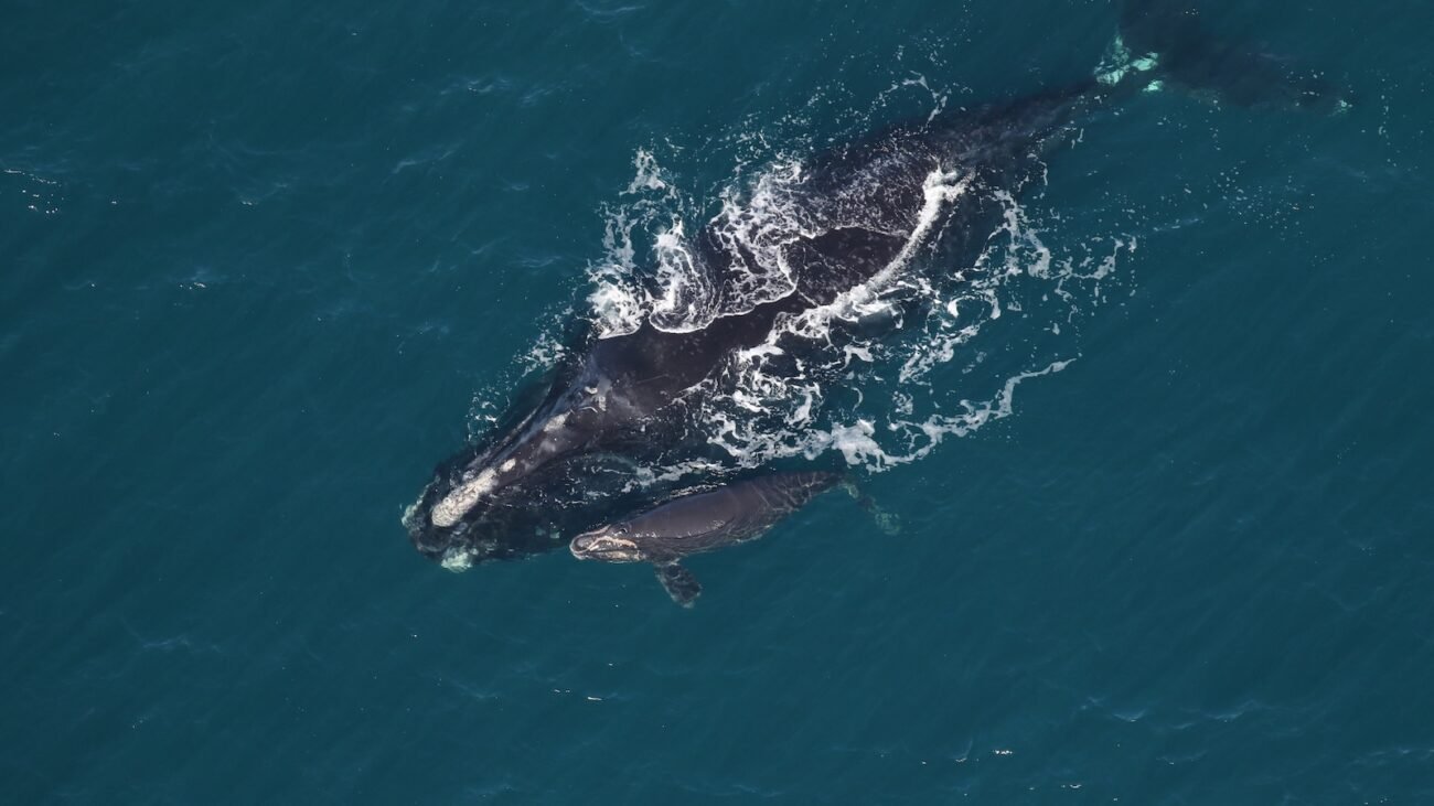 Ocean speed limits protect endangered right whales. Trump wants to weaken them.