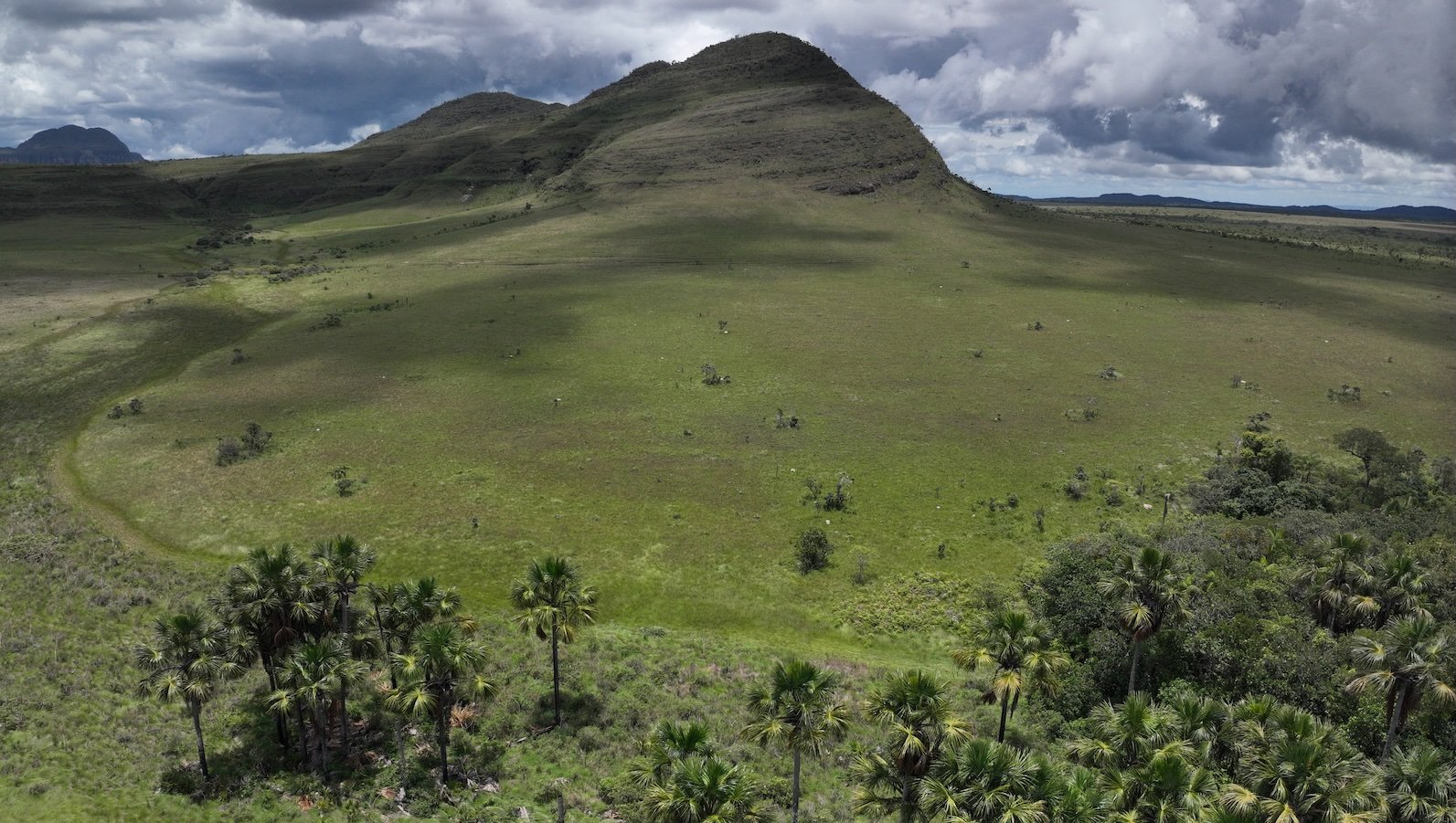 The secret superpower of Brazil’s vast savanna