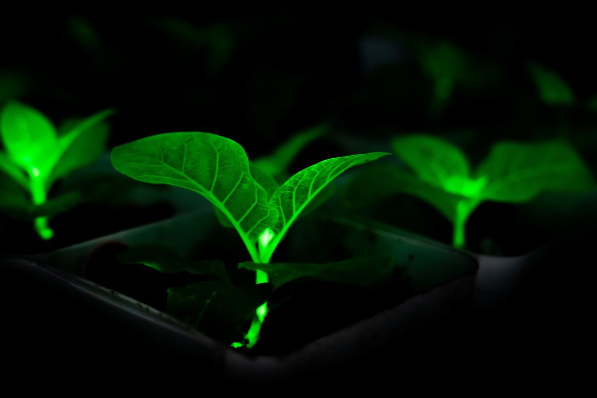 Chinese Scientists Bioengineering Plants With Firefly Genes to Glow, in Effort to Light Cities at Night