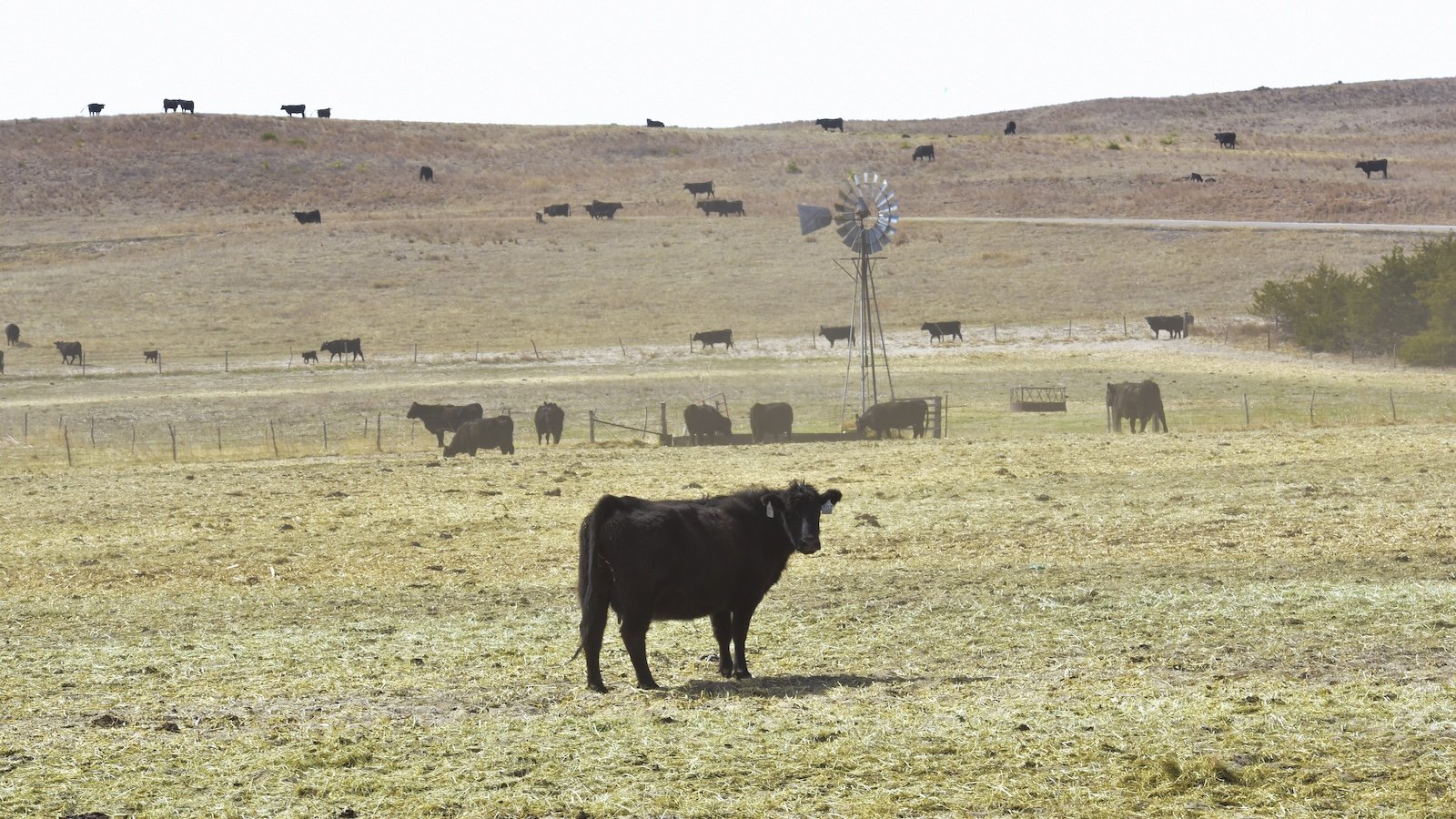 In Nebraska, wildfires are turning cattle ranching into a tricky business