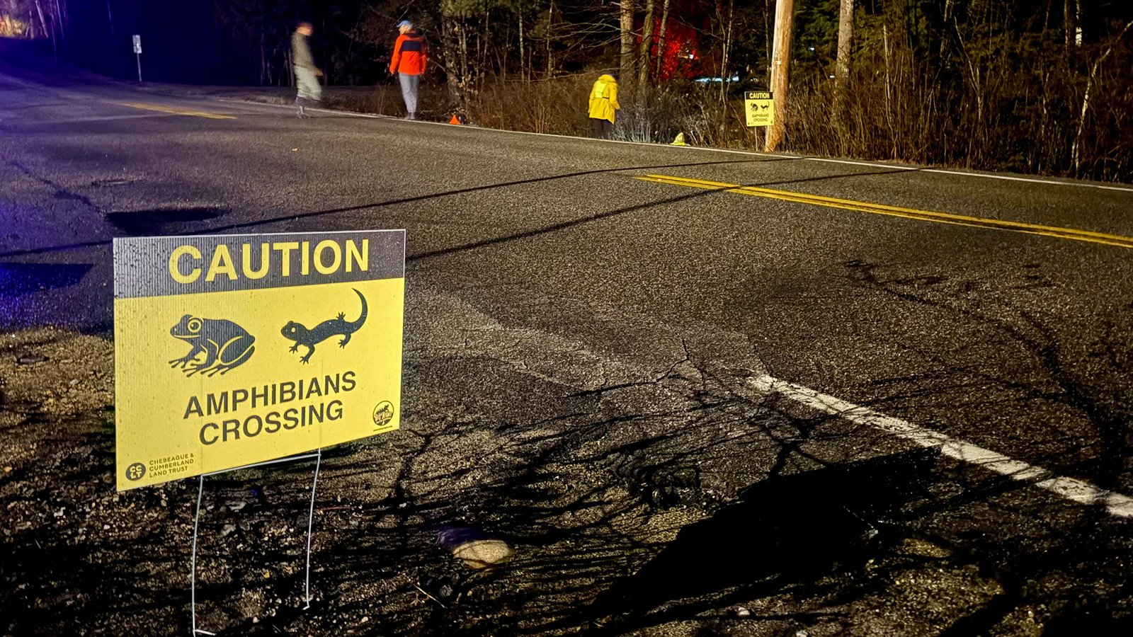 One night a year, humans lead a march of frogs and salamanders