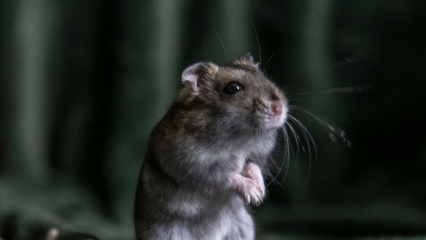 Scientists Grow Electronics Inside the Brains of Living Mice