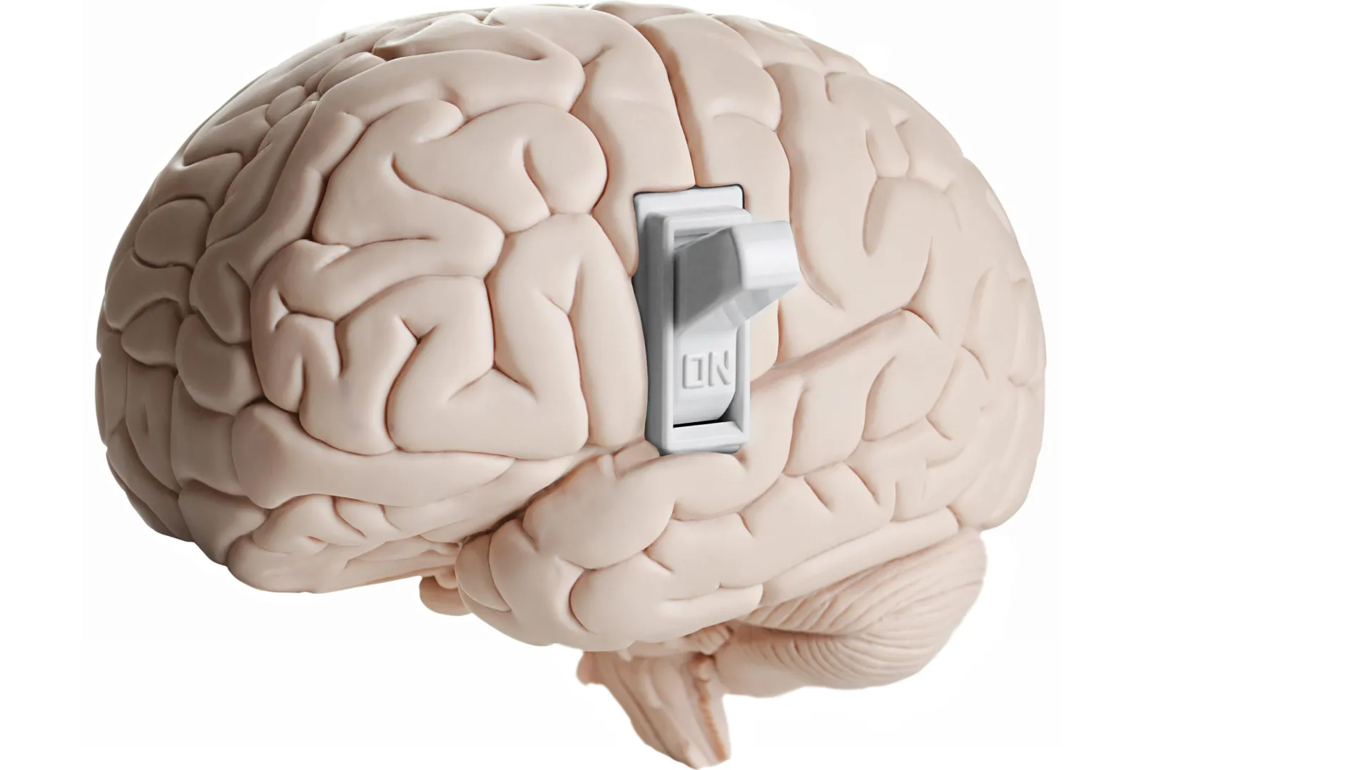 Scientists discover hidden brain switch that tells you to stop eating