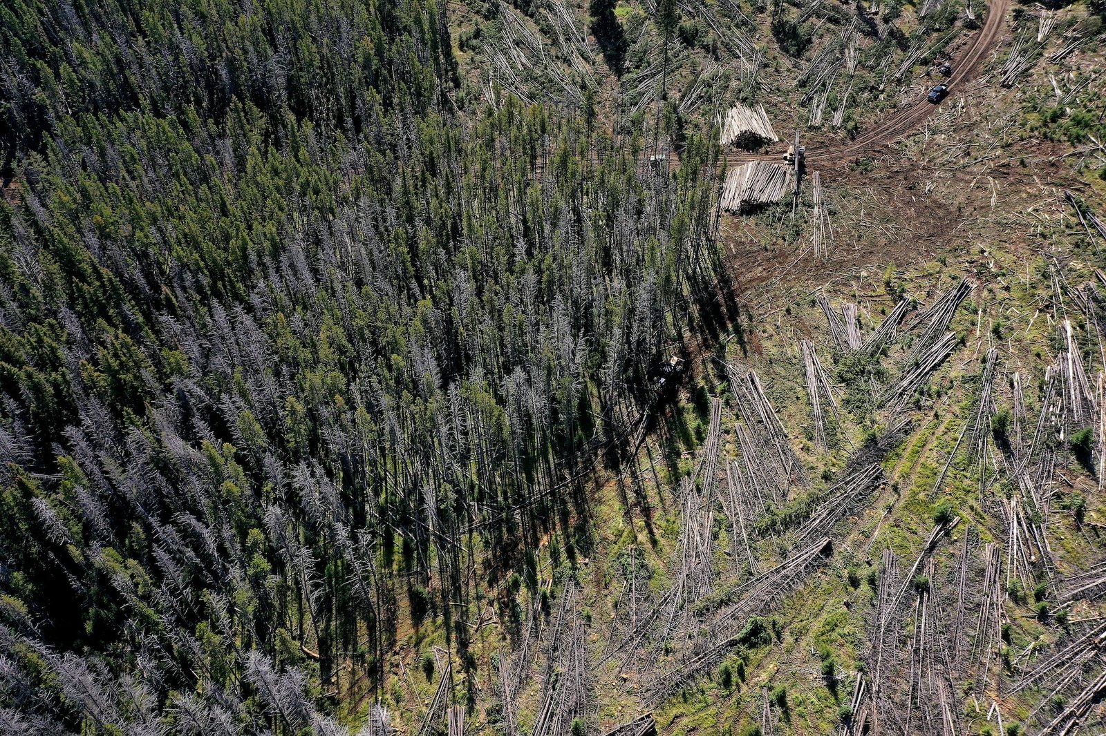 Trump wants to take an ax to the East's last great forests