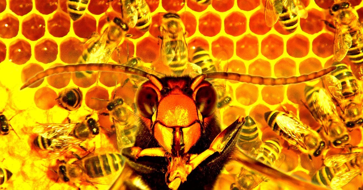 Video Shows Woman Attacking Police With Swarm of Furious Bees