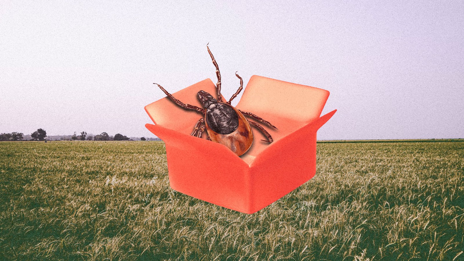 As tick bites surge, conspiracy theories follow