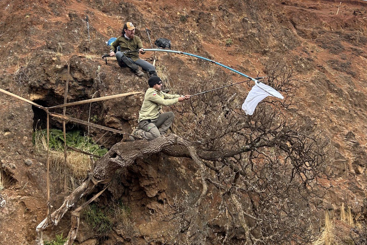 Scientists Rush to Save One of the World's Rarest Trees as It Literally Falls Off a Cliff