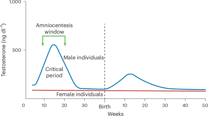 The prenatal sex steroid theory of autism after 25 years