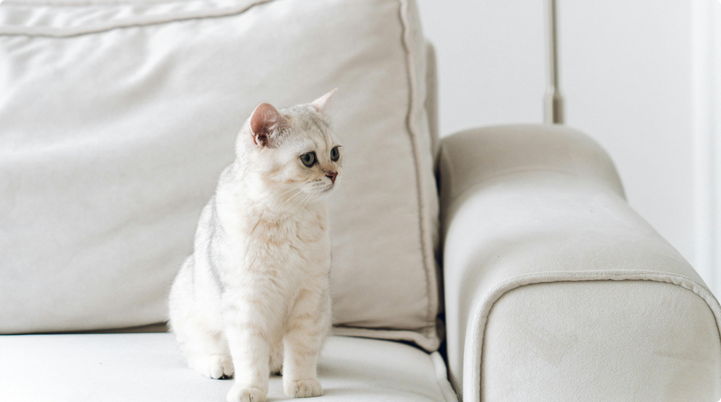 A small silver-grey cat sitting alone on a pale cream sofa in a bright, minimal room.