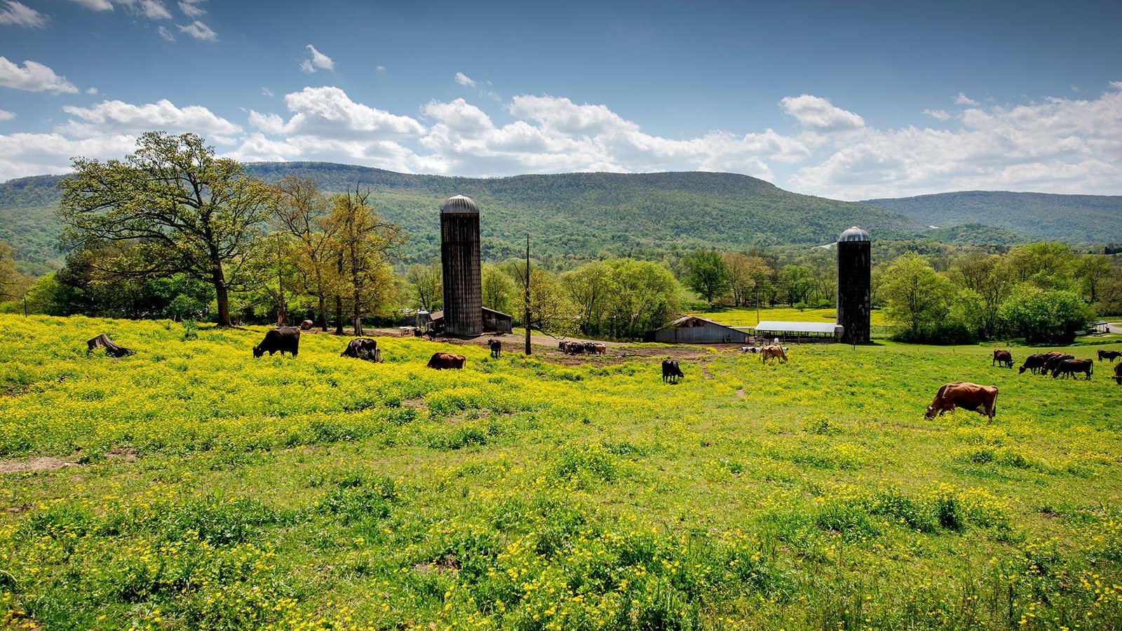 Georgia is losing farmland fast. Is a state conservation fund enough to save it?
