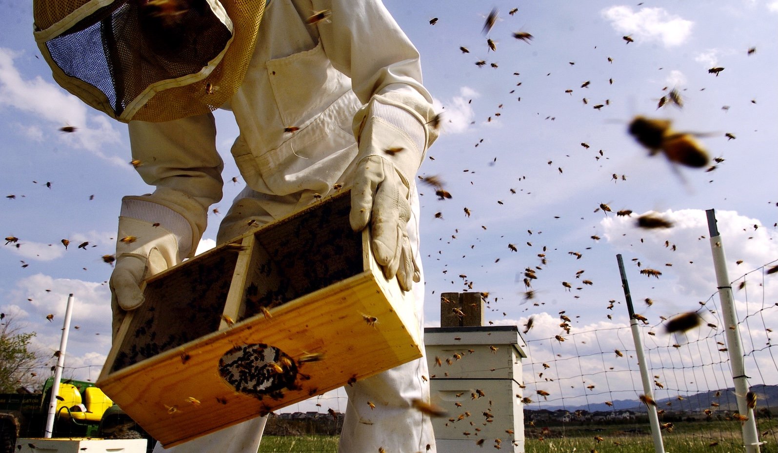 The fight to protect pollinators and people from the ‘pesticides that are everywhere’