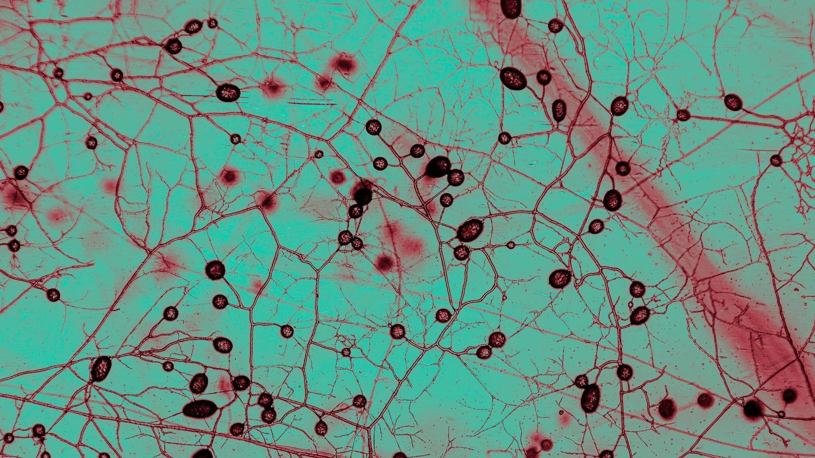 This unfathomably huge fungal network keeps Earth cool and green