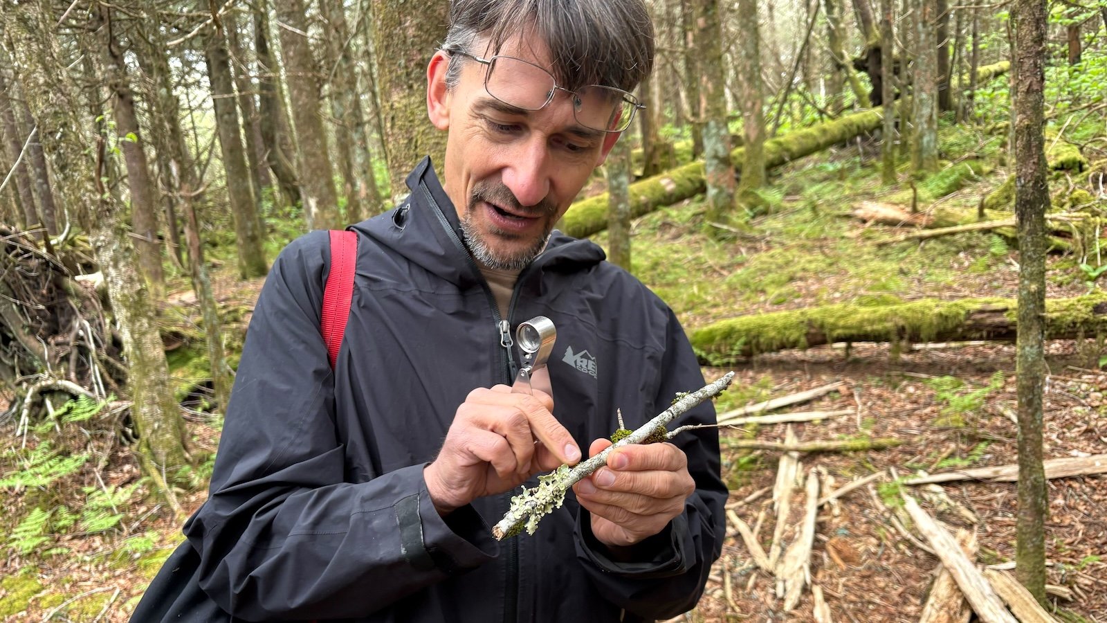 Volunteers aim to document every species in the Smoky Mountains