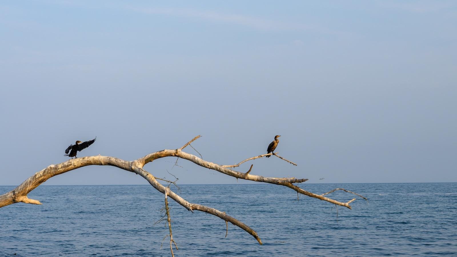 New research traces how PFAS move through the Great Lakes and into people