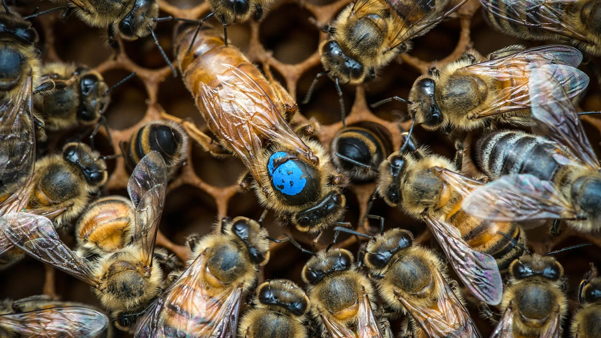 Scientists discover the hidden brain switch that assigns bees their jobs