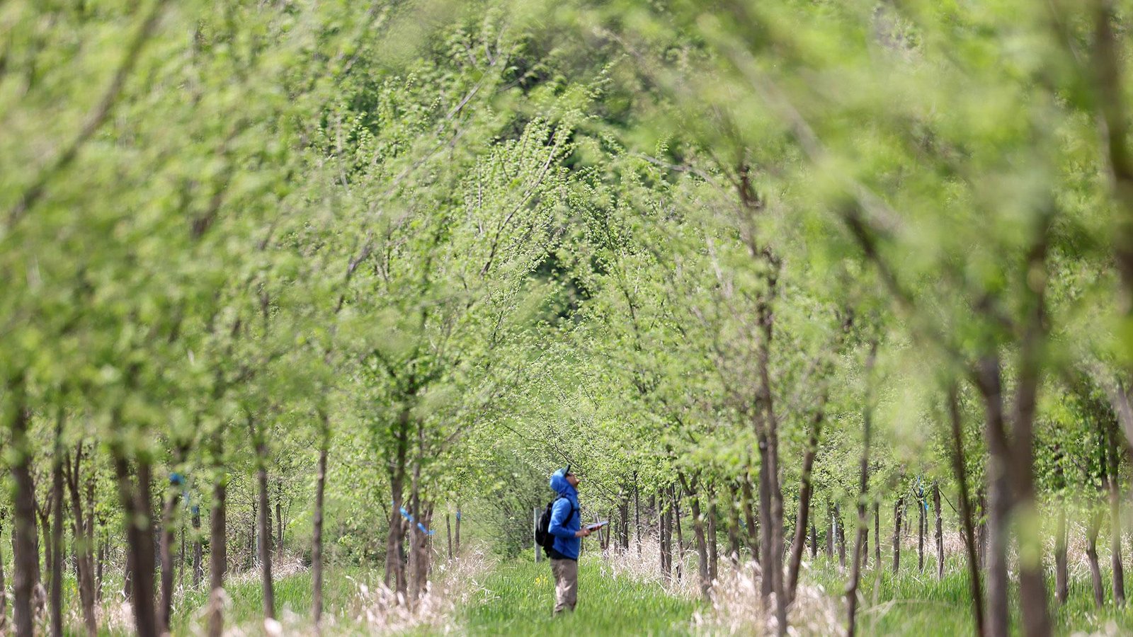 The deadly experiment that could save the American elm
