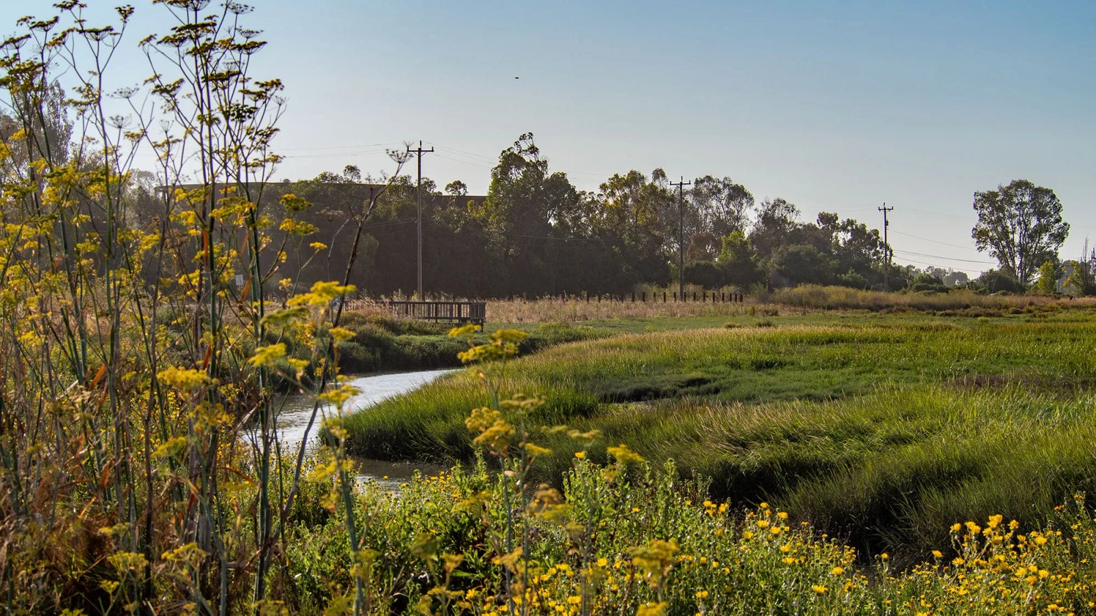 A new type of levee is taking root in Northern California