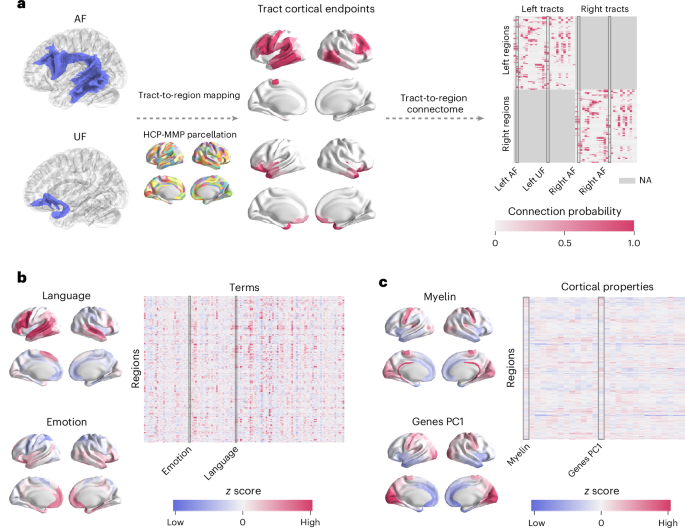 Anatomical white matter tracts span the cortical hierarchy to support cognitive diversity