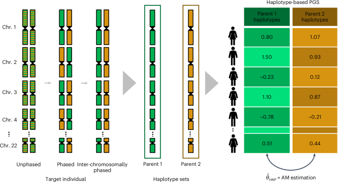 Parental haplotype reconstruction in up to 440,209 UK and Estonian individuals reveals recent assortative mating dynamics