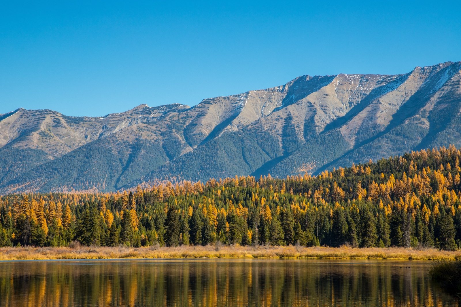 Trump administration advances plan to open national forests to development