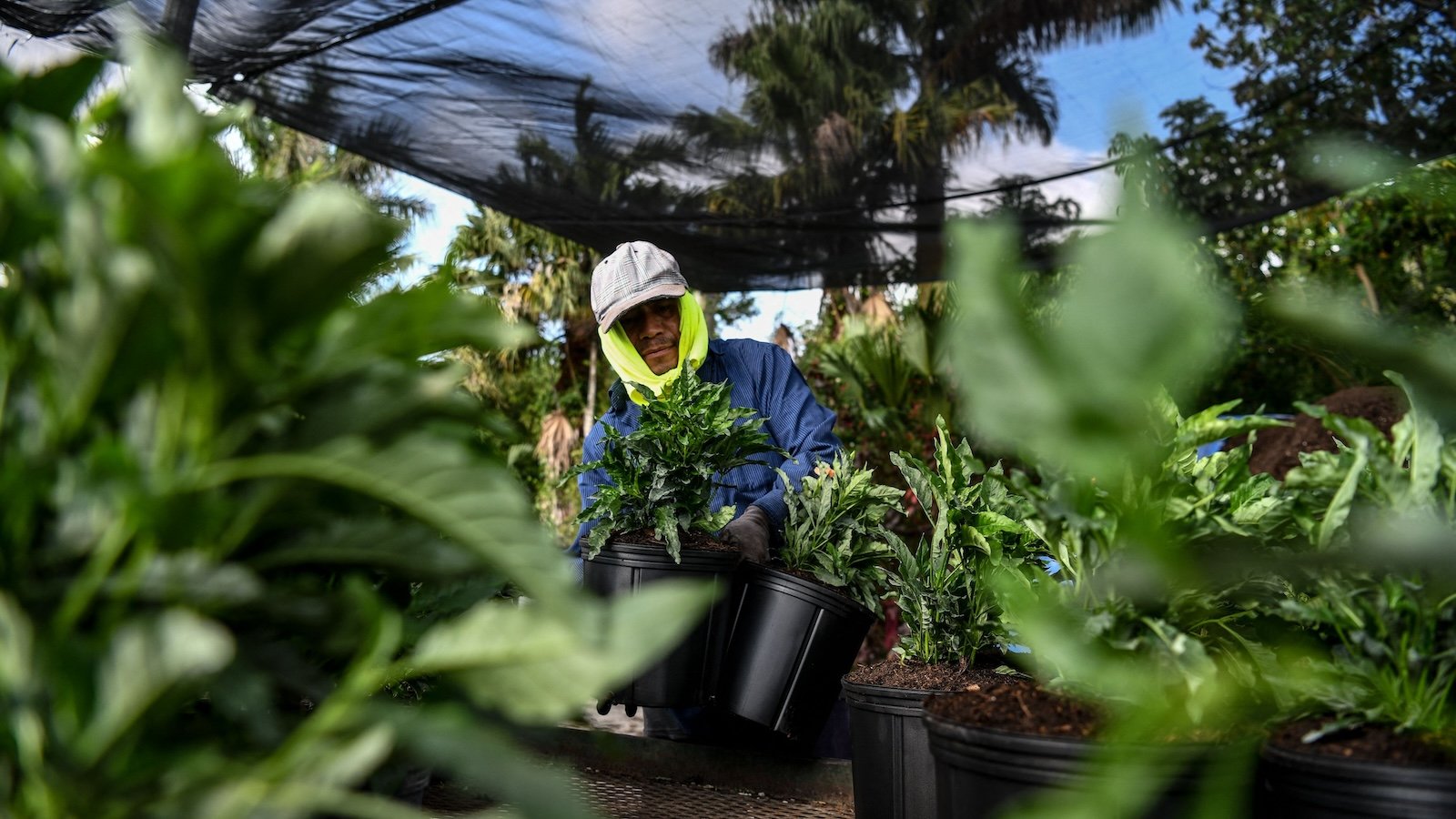 America’s houseplants come at a steep price for greenhouse workers