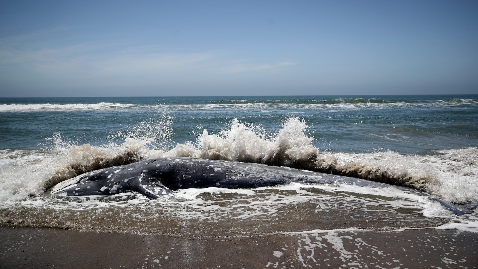 Gray whales are starving as the Arctic warms. Will the US protect them?