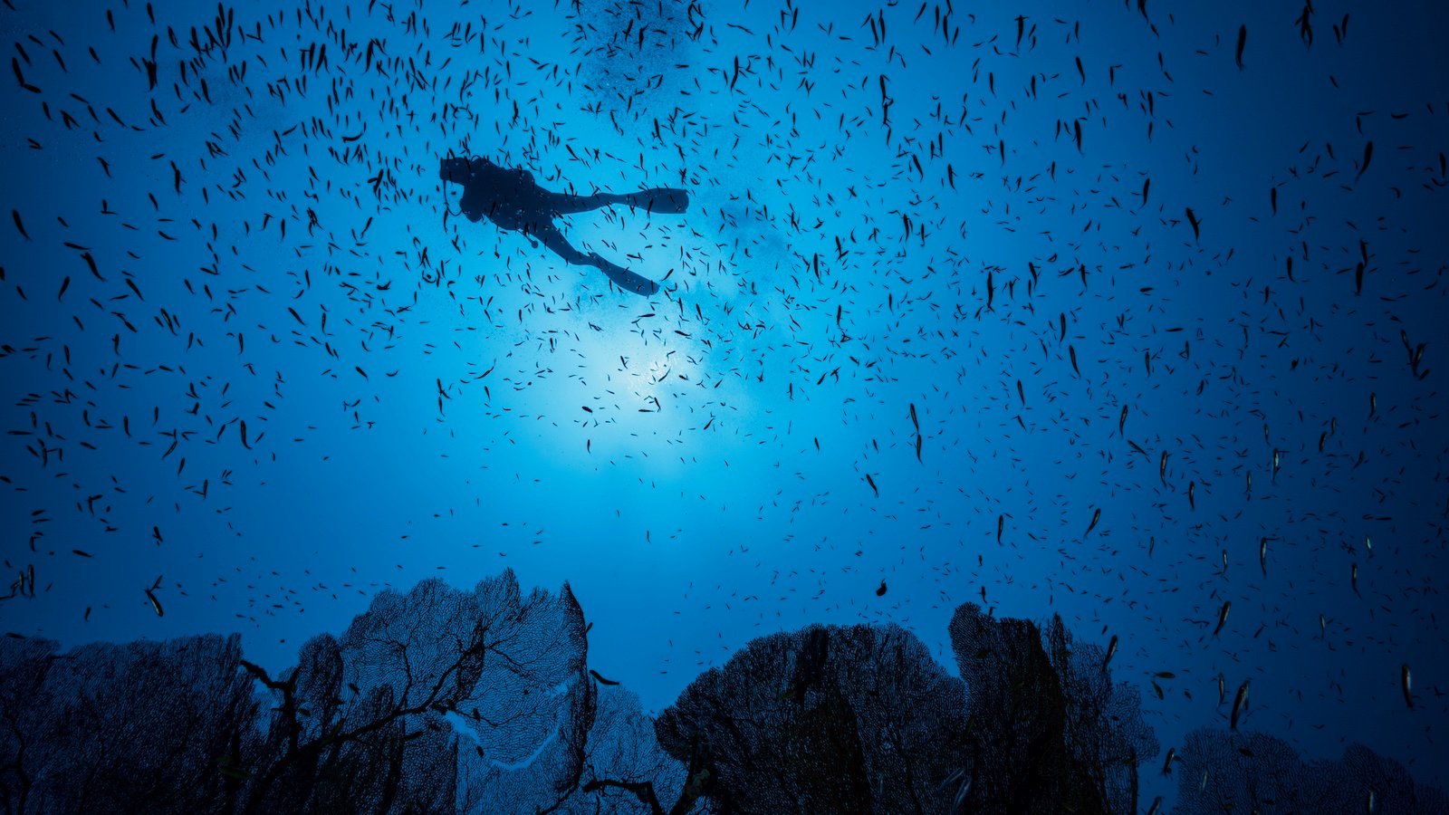 Marine protected areas aren't as protected as you think