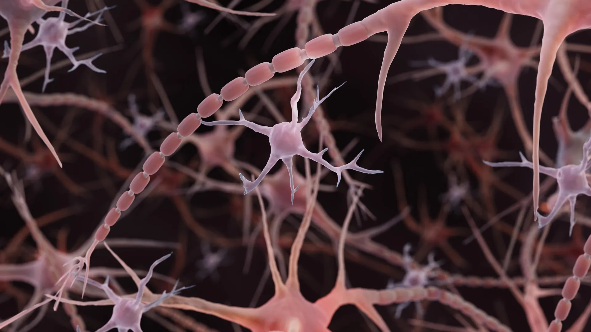 Textbooks may have misdrawn this basic brain structure for 100 years
