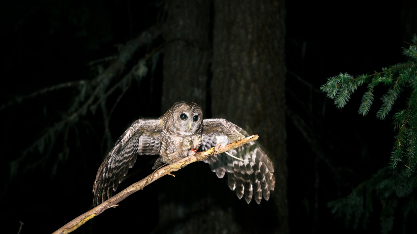 The fate of the Endangered Species Act rests on 2 simple words