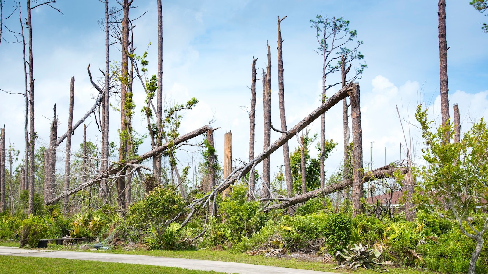 A federal program to restore forests after disaster has gotten too many funding requests