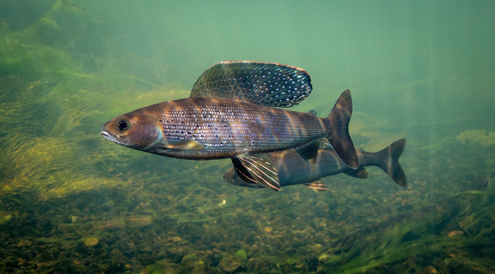 In Michigan, 3 tribes are on a mission to bring back a fish that disappeared 100 years ago