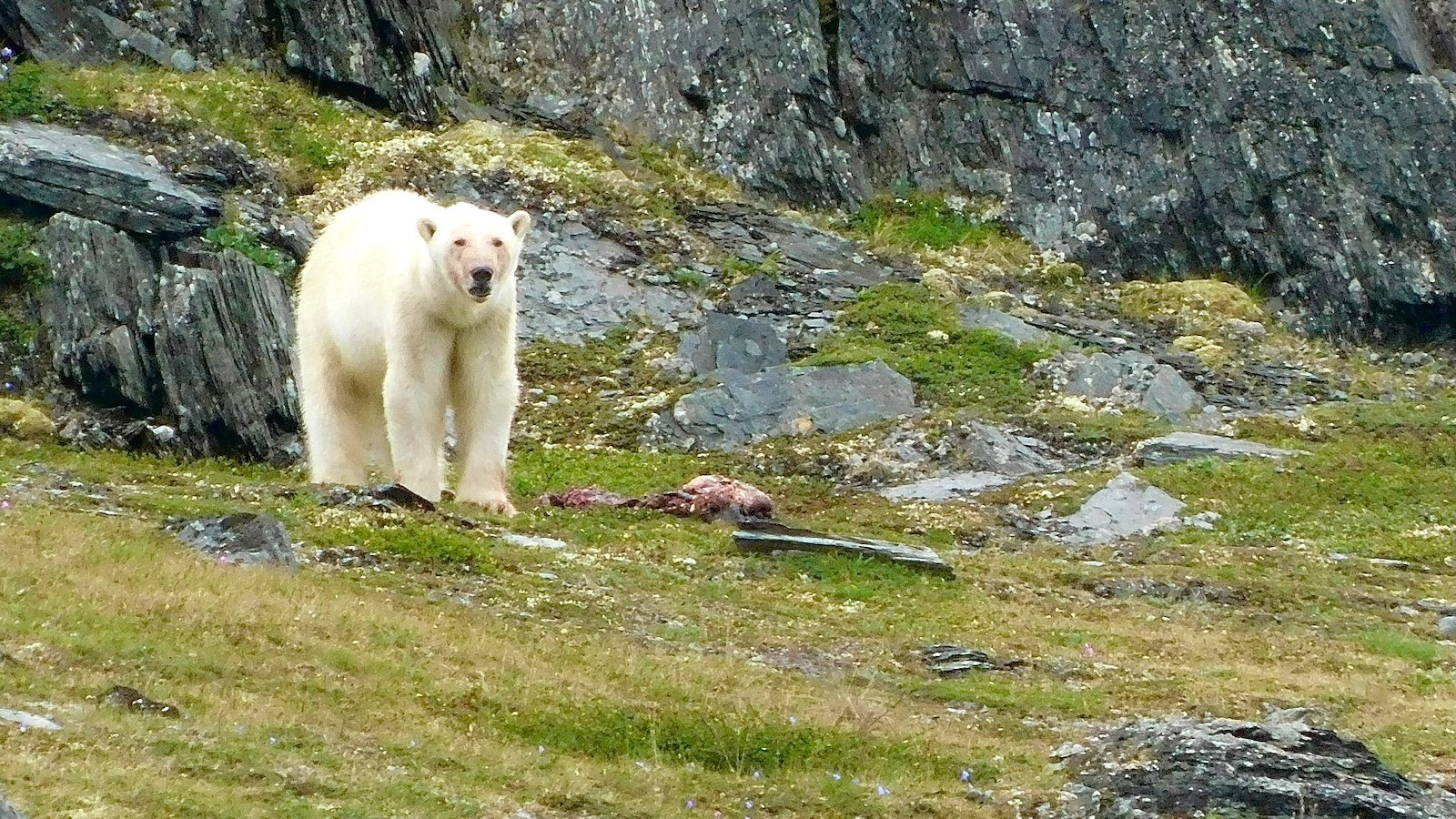 In a warming Arctic, Inuit bear guards protect communities