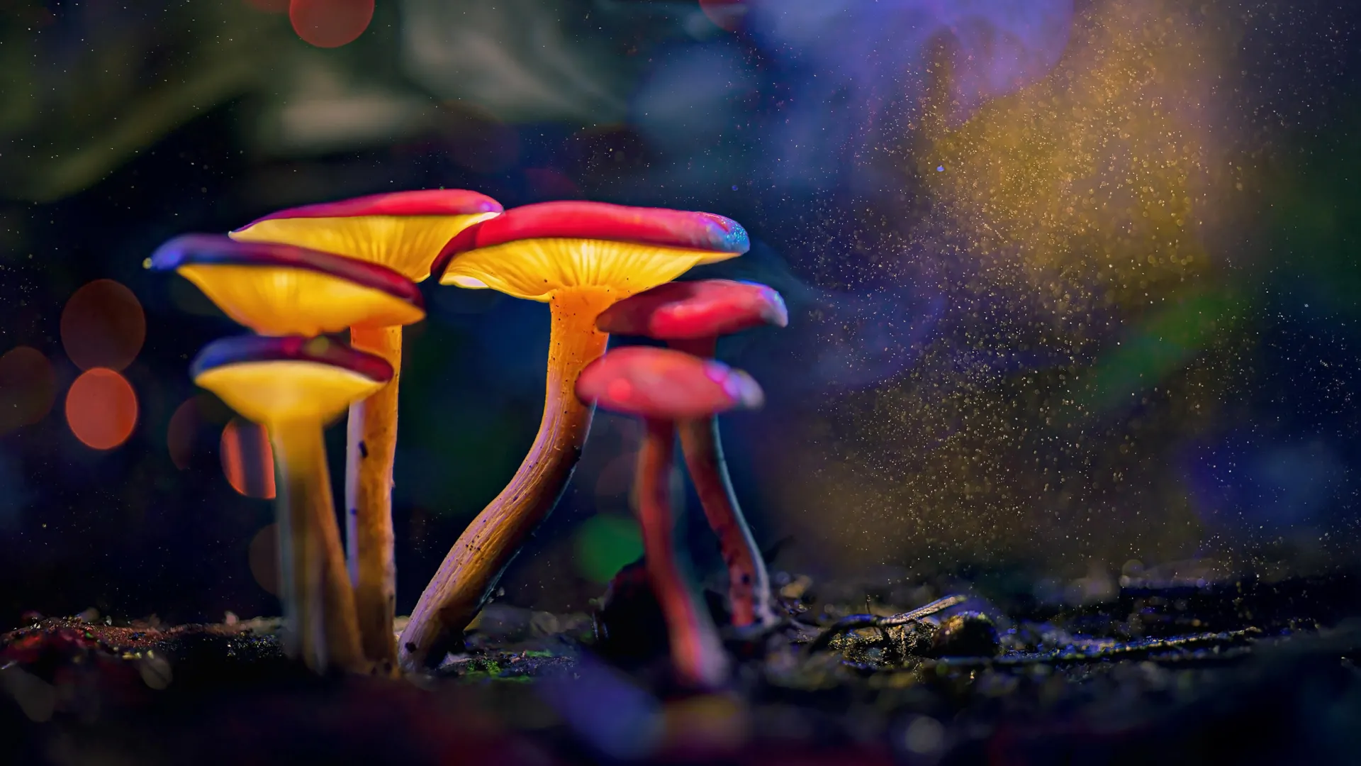 Magic mushroom ingredient takes the fight out of aggressive fish