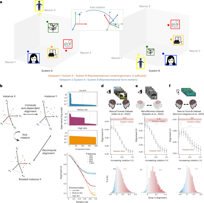 Privileged representational axes in biological and artificial neural networks