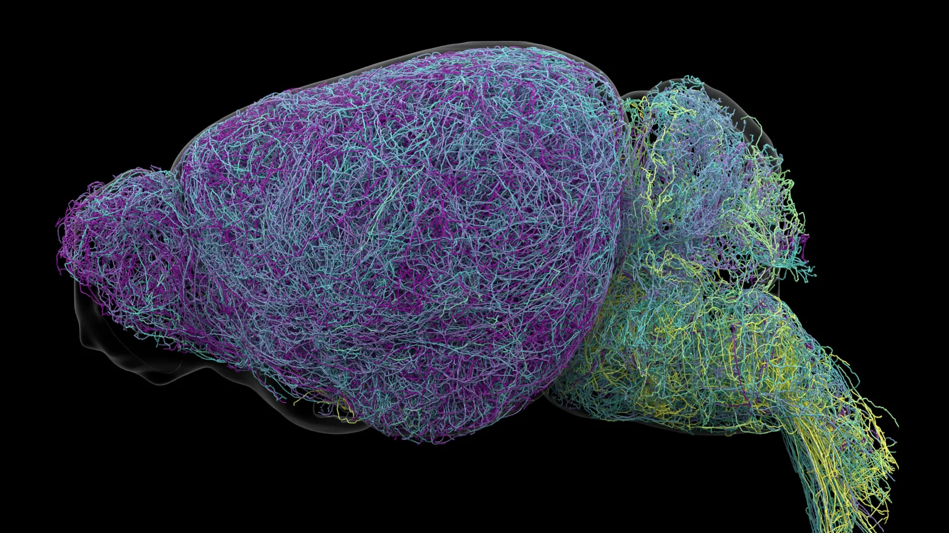 Scientists discover a hidden messaging system deep inside the brain