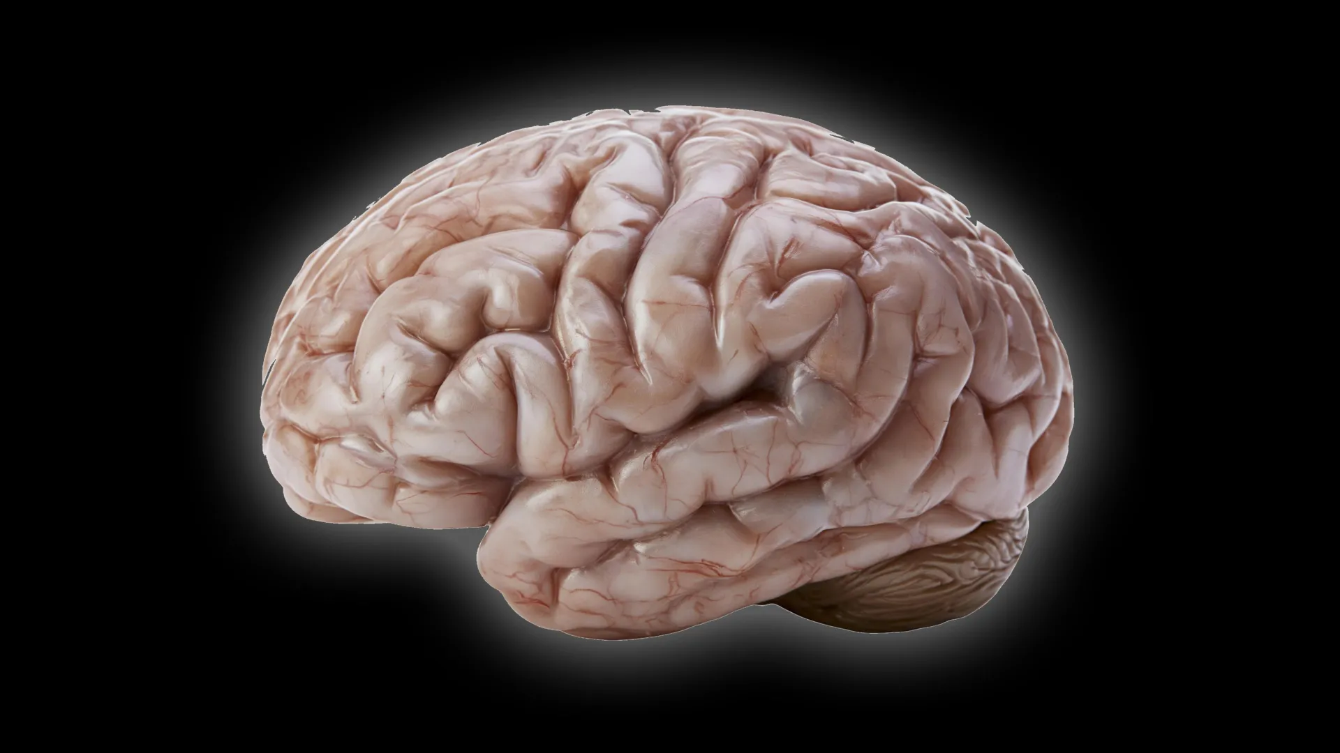 Scientists discover a surprising secret behind the human brain’s wrinkles