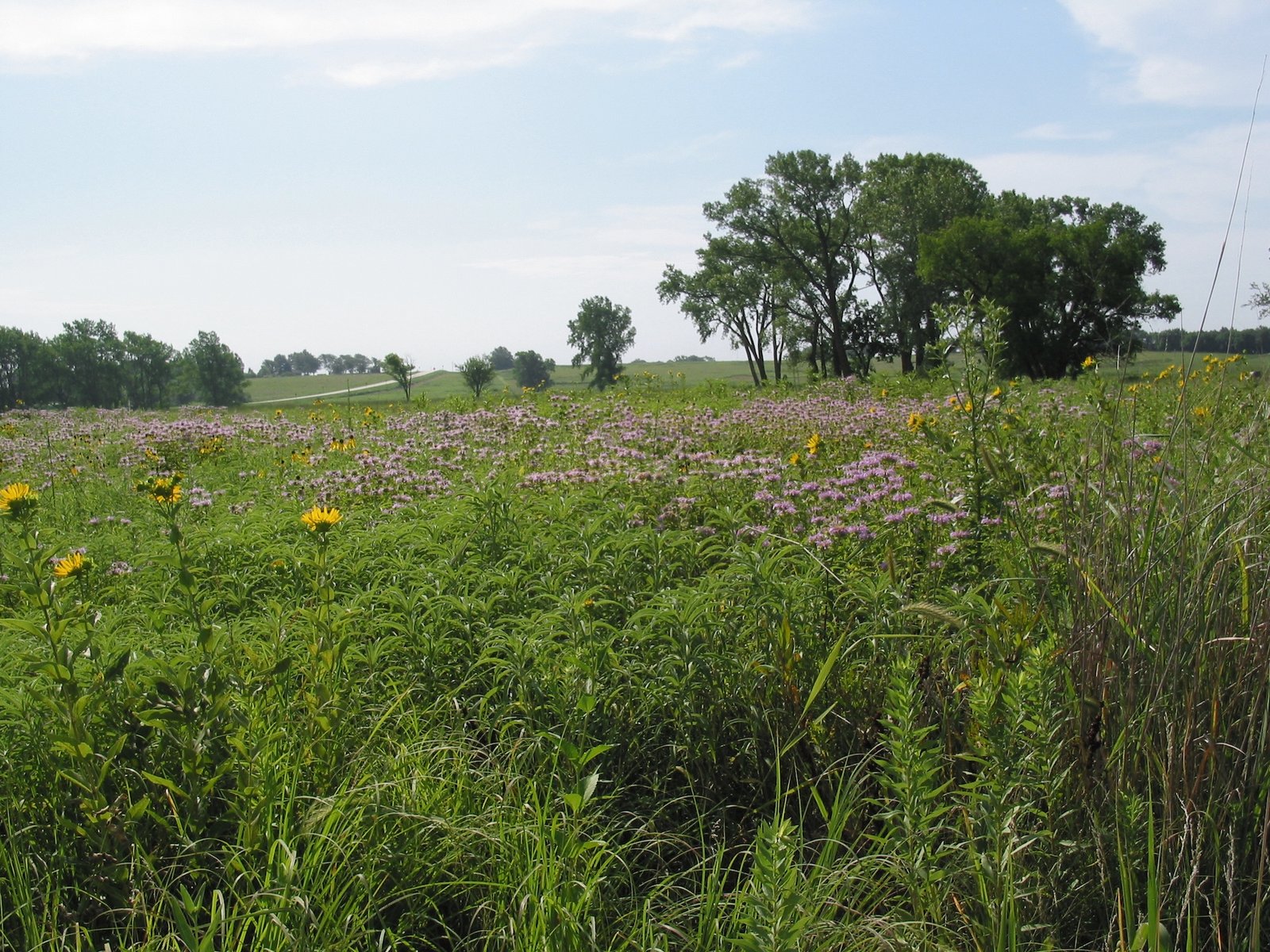 The Great Plains face a surprising threat: Too many trees