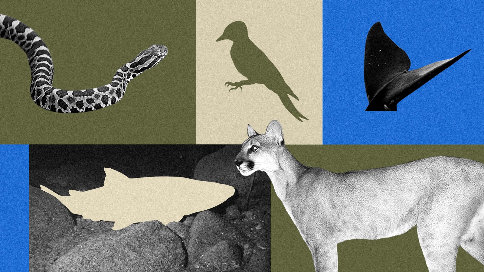 Trump is gutting the Endangered Species Act. These species show what’s at stake.