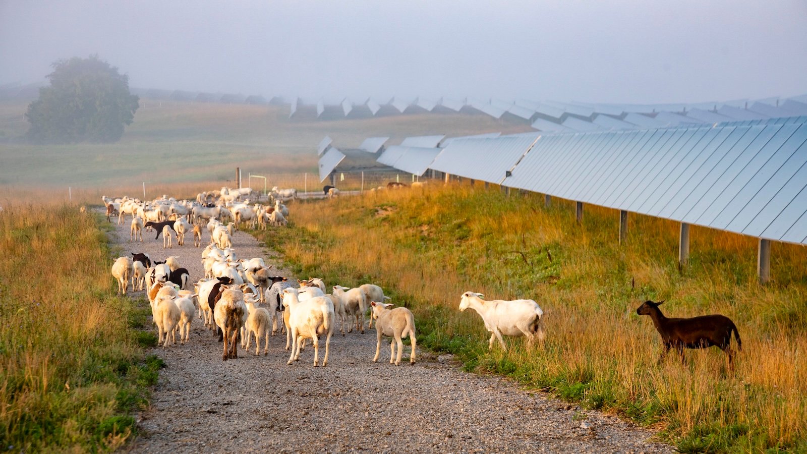Trump just effectively killed a popular solar energy program for rural America
